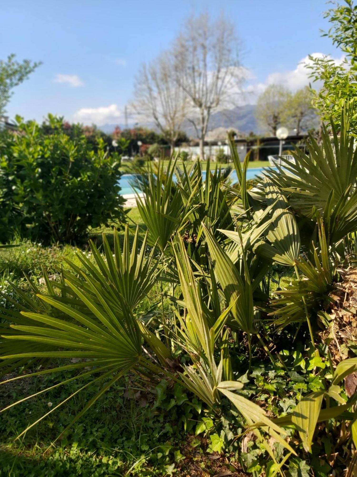 Villa Fioccomare Camaiore Buitenkant foto